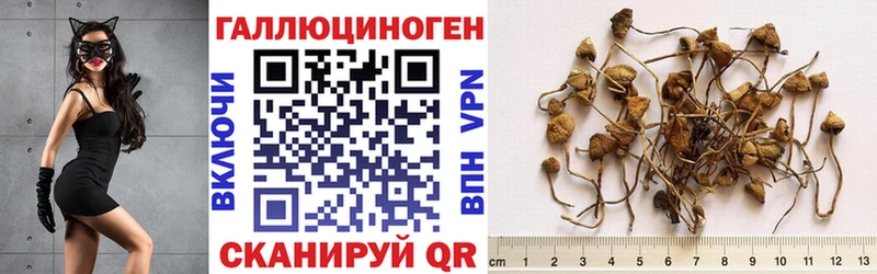 Псилоцибиновые грибы мухоморы  Купить закладки  Ужур 